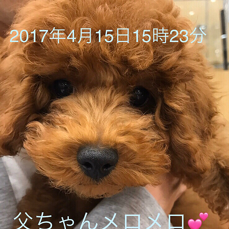 3年前の【4月15日】ハッピーが我が家にやって来ました💗

大変な事もたくさんたくさんありました😆
今でも粗相が治りません💧

でもあなたは私のパワースポットです💕

あなたを見ているだけで口元が緩まずにはいられません😊

あなたを抱きしめると嫌な事も辛い事も全部吹き飛びます❣️

あなたとお散歩していると私の邪悪な部分を全て浄化してくれます🐾