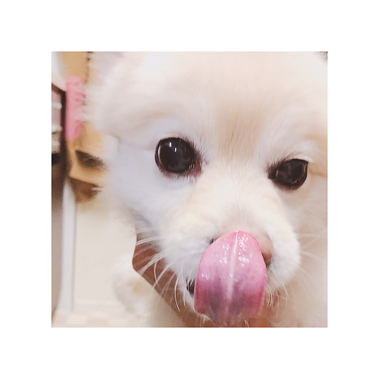 ママが帰ってくるとご飯！！な長女ポアロ。
10分前にパパがあげてました。