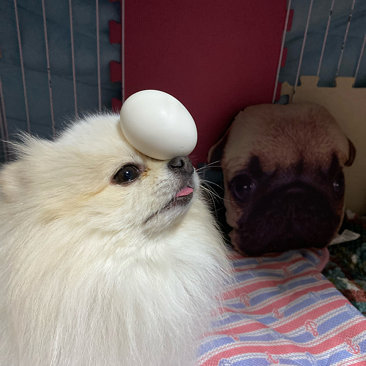 玉子マテ～