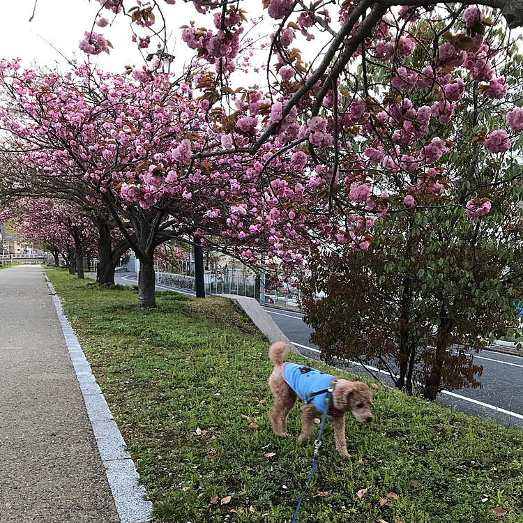 これは、なんの花?桜?ですか?花の名前に無知なので😅