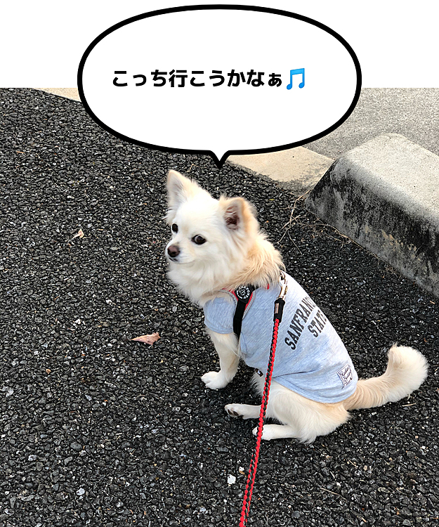 おはようございます☀
今朝も小雪は元気いっぱいお散歩してきたよ🐾👣