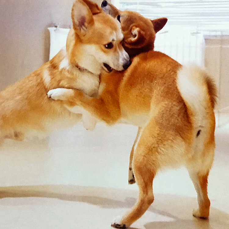 足の長さは負けても、相撲は負けないとばかりに頑張るくぅさんです(•̀ᴗ•́)و
結果は引き分けだったとか(笑)
最近お散歩の時にお友だちに会えないので、保育園で遊んできました😊