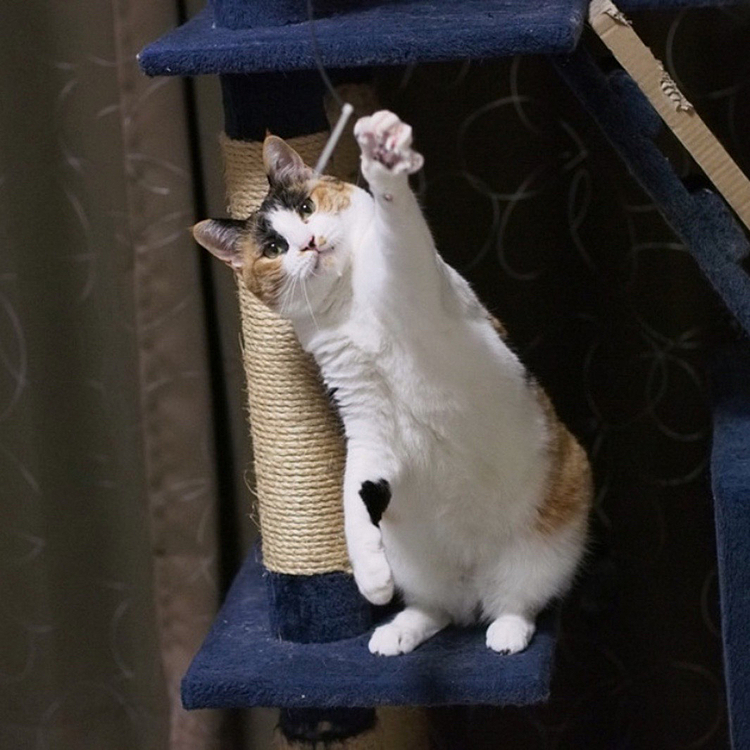 左パンチにゃ