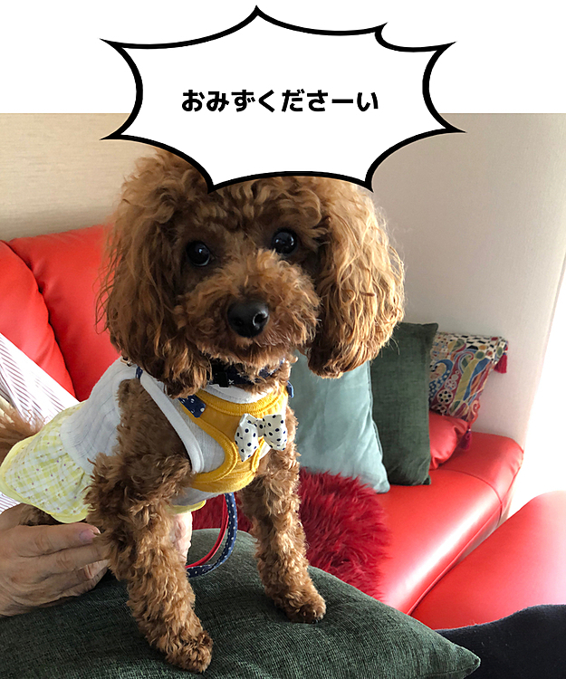 こんにちは😃🌞
桃地方21度予報です。😊
宅配待ちでした。
荷物受け取り後10時からのお散歩行って来ました。🐾🐾
お散歩日和なのに長散歩を諦めて普通散歩です。😊
