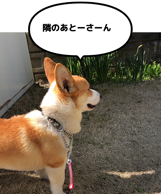朝の散歩後、お隣さんのお父さんが来ないか待ってる🤣