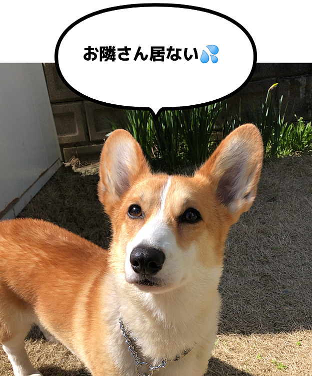 お隣のお父さんも自粛してるんだよ💦
いつか会えるよ😃