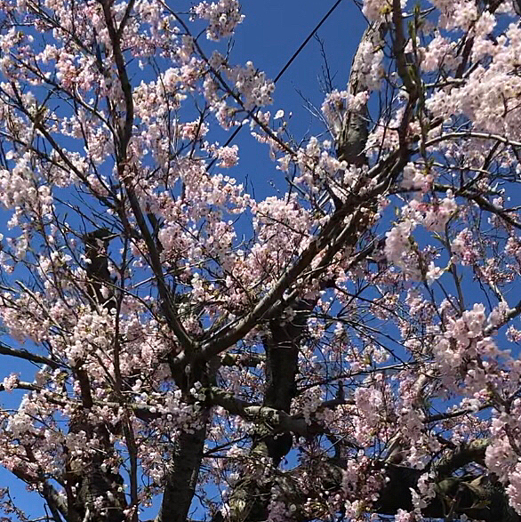 近所の桜🌸、満開なったよ💕
去年みたく桜見にいけないね🌀
もう3日後だと散ってるかな🌀
咲いてたら人居ないところに行ってみようか🌸