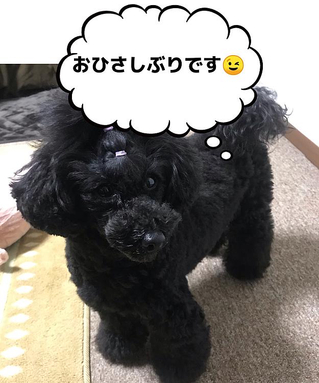 こんにちは😃
ずーっとペットじまんのアプリが不具合で、何度もダウンロードしながらでしたけど、ここのところ調子良いみたい👍
皆さんの投稿にコメントできず、ラナの投稿もお久しぶりになりました😅
１日1度は見てたのでやはり見れないと寂しいですよー😞
