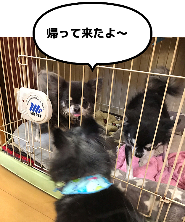 マロが帰って来たよと言いに行ったのにガウガウと怒る女子達💢😆
毎回怒ってる😂


