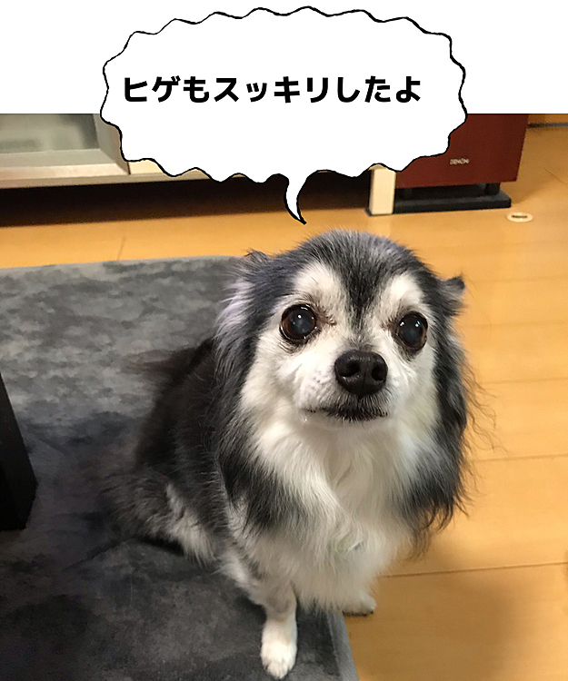 マロもお髭がスッキリ❣️
ハンサムじゃん💕(親バカ)