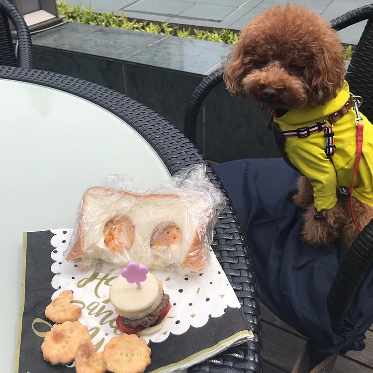 そしてくり抜いたパンに卵を挟んだ私用のテキトーサンドイッチ🥪
ハッピーにはおからクッキーのオヤツ付き🍪