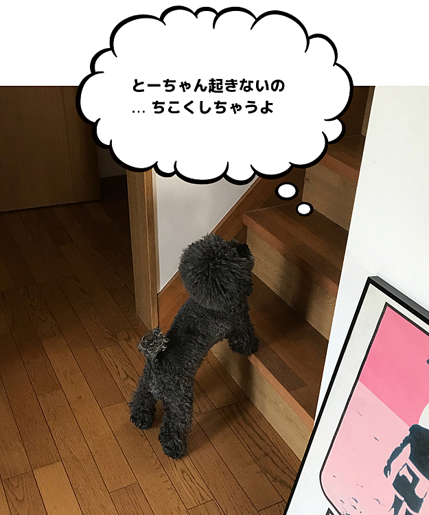 今週から在宅勤務が始まったとーちゃん
今朝はいつもの時間に起きてこないから心配だったみたい…吠える事もなく2階をジーッ🙄
本当は起こしに行きたいけど階段登れないんだよね〜😅
