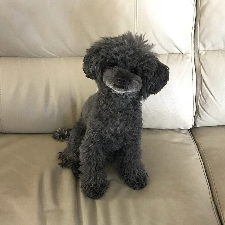 そして かーちゃんはお仕事に…
いつもと違う光景にちょっと不思議そう🤔

今日はお仕事の邪魔しないでお利口さんにしてられたかなぁ？😅