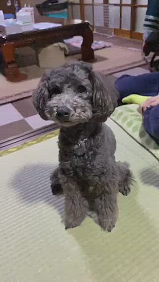 そして、🏡に帰ってからお姉ちゃんとボール投げしていたけど、やっぱり下手くそ蓮ｸﾝ🤣🤣🤣