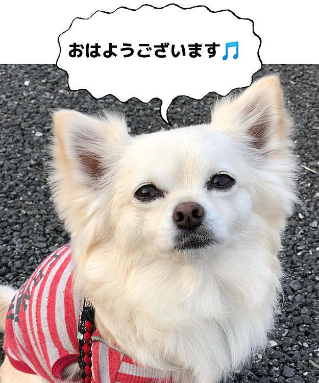 おはようございます☀
小雪は元気モリモリ朝ん歩に行ってきたよ🐾👣