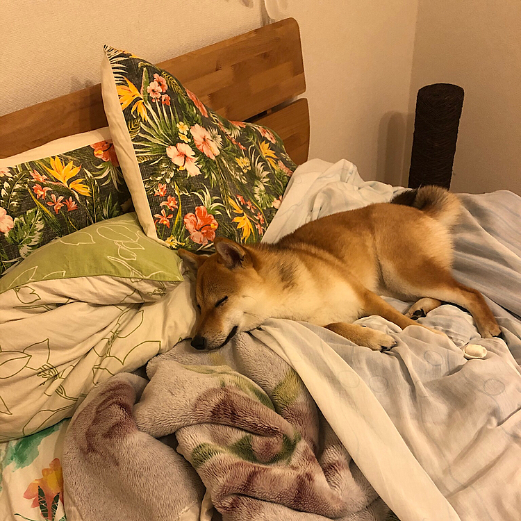 みんな遅いからもう寝ちゃう😴😴