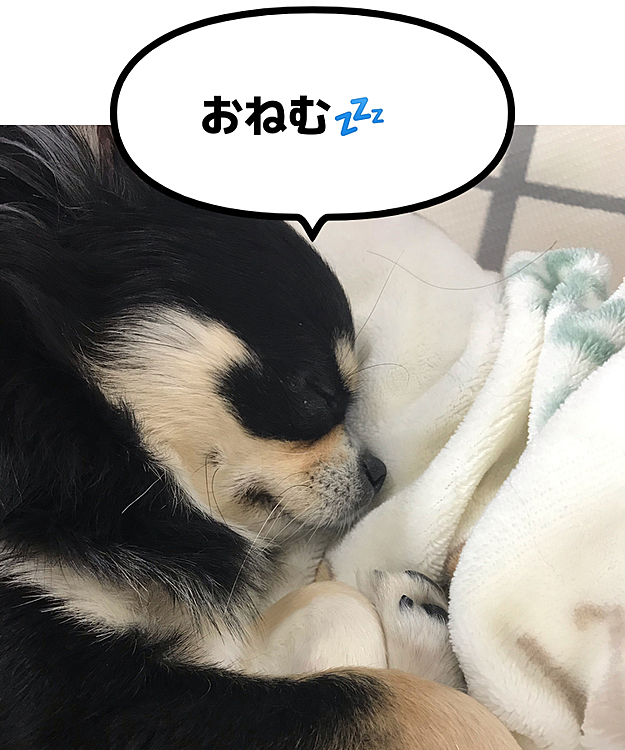 はじめまして。ポポです。
よろしくお願いします！
今日は公園で遊んだので
お昼寝です✨