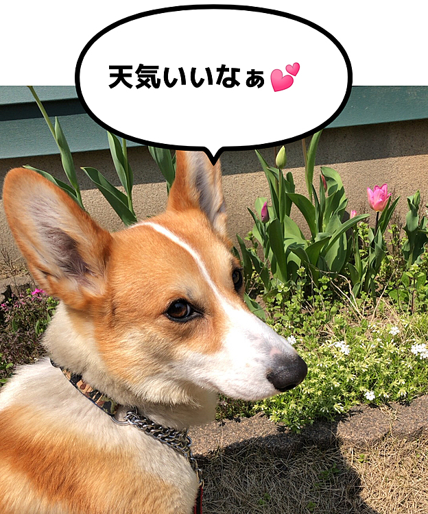 天気良すぎてお家入りたくなーい😃
チャコかーさんにつけまつげ付けてもらって、おメメパッチリにしてもらったもんね😃
今日は落としてきちゃいましたが🤣笑笑
お耳は、ピーンだよ😍