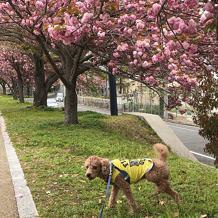 今日も、八重桜を見て和やかな気持ちになりました😊やっぱり桜は綺麗だなぁ🌸