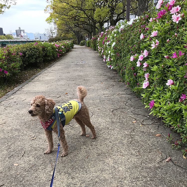 ここでも、カメラ目線もらえず😥
ここもツツジが綺麗に咲いてくる予定です😆楽しみです‼️