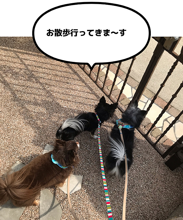 今日はベルひなのシャンプーの筈だったけど、ひなお腹壊して行けず💦
でも、散歩は行きたい😆
夕方、ベルを迎えに行くついでにひなは注射💉打ってもらってこようね😅