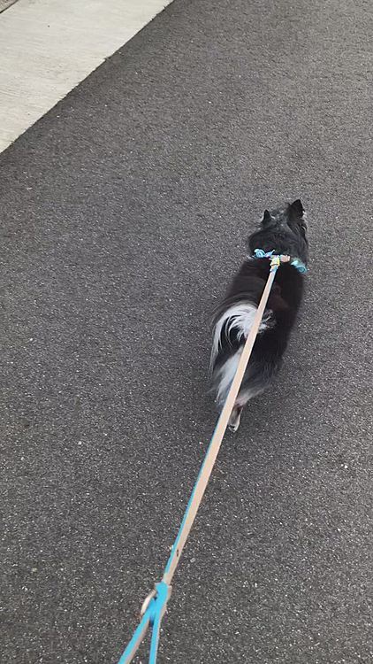 ルイがすぐ帰ったので真っ黒親子でお散歩❣️