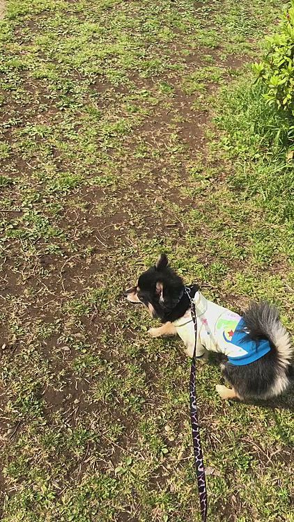 
園内までビーグルさんと一緒でした🐕🌟


今日は通称 芝公園へ🌳笑


