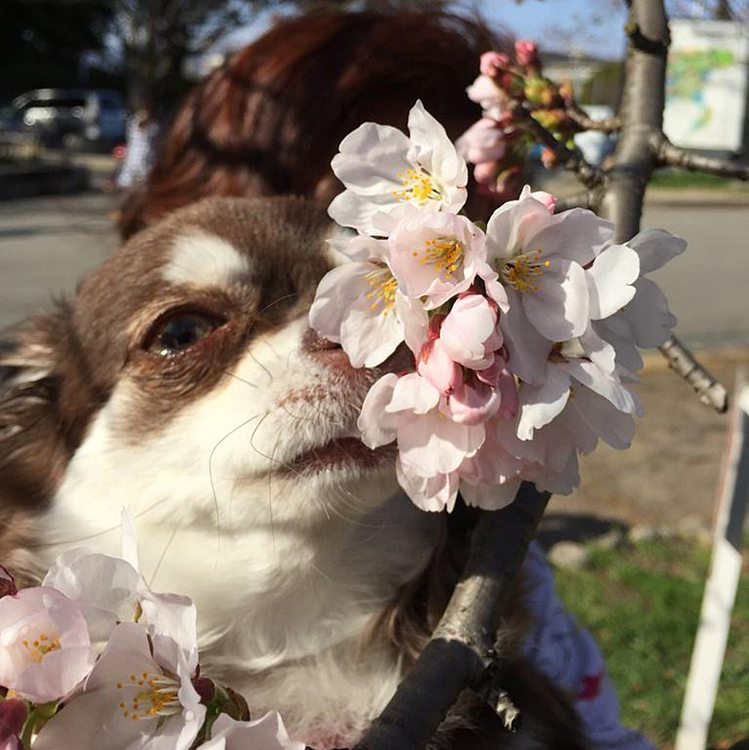 スゥちゃんとお花🌸シリーズ^ - ^

桜🌸は、本当に綺麗ですね〜^ - ^
大好きです^ - ^

そして、旦那と最期にお花見🌸出来て良かったです🙇‍♂️

