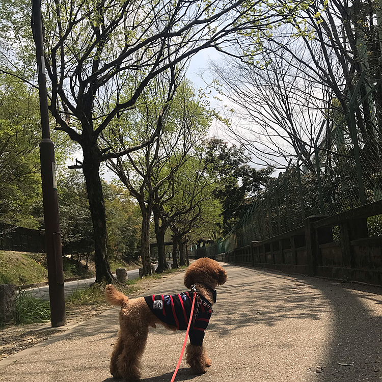 今週から週2日は在宅勤務となりました☺️

ただ、テレワークでは無くて10時〜16時の勤務時間帯は自宅待機するだけです🏠
今日は夕方から雨予報なので、お昼休憩の1時間を利用してお散歩に行きました🐾

あまり時間も無いので、動物園入り口横から奥の池までの往復です❣️
いつもはたくさんの人の笑顔で溢れていますが、休園中なのでほとんど人がいませんね😔