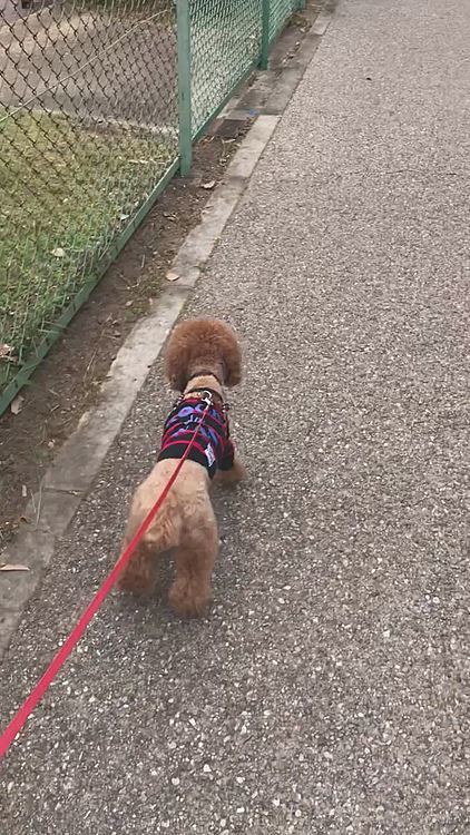 動物達はこの異変をどう感じているんだろうと考えながら歩いていたら、悠々と歩くネコに反応🐱
普段なら猫パンチが怖いので近づかせませんが、柵越しなので少し様子見しましたがハッピーの方がびびっていますね😆
桜も綺麗に咲いていました🌸