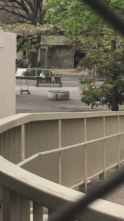 象舎の横から🐘見えないかなぁと覗くも見えず、かわりに奥のサイは少しだけ見えました🦏左上にいますが見えますか⁉️

そうこうしていると休憩終了10分前に設定したアラームが鳴り、急いで帰宅しました⏰