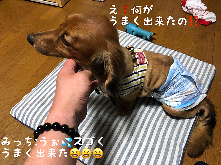退院してから6日目💡
どぉにもオムツがズレて床や布団にオシッコを漏らしてしまって…
オムツが後ろにズレない様に上半身で押さえられれば…って思って思い付きました✨✨✨
