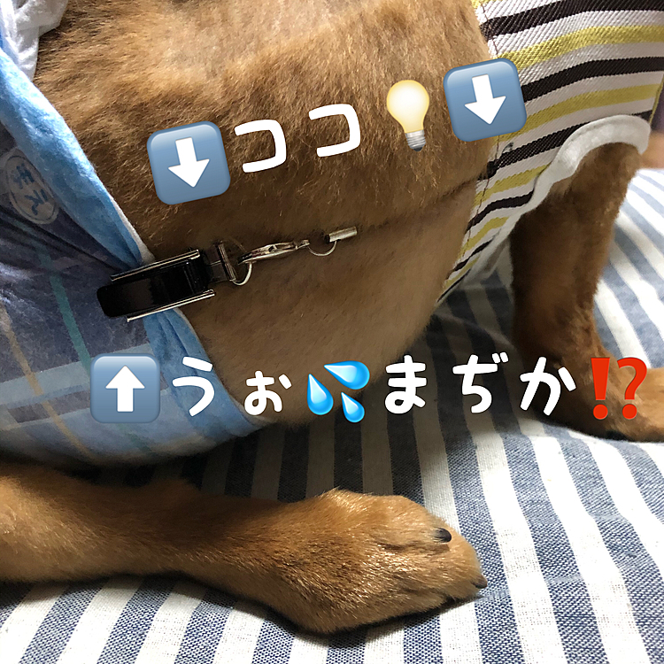 胴輪の両脇に穴を開けてケータイにも使うワニ口ハサミのストラップを取り付けてオムツをはさんでみたら…いやぁ上手い事ズレなくなりました🤗🤗🤗
まぁしばらくは様子見ですが､コレでお袋も少しはリハビリも楽になるかな🤗❓