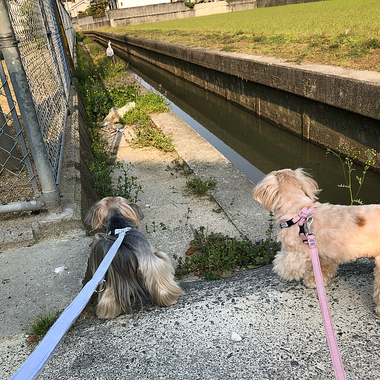 今朝の散歩🐾
住宅街を抜けたところで、鷺さんを発見❣️
興味深々の🐶🐶ですが、遠くに逃げられました。遠くに見える白いのが鷺です。