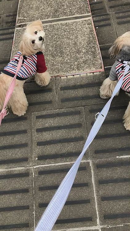 雨になるかもと昼過ぎに早めのお散歩🐾
大好きな歩道橋を歩く🐶🐶
銀が真ん中を堂々と歩くので、しゅうが歩きにくそう🤣

私はテレワーク出来ない事務作業を担当してるので、週休4日になってます。出勤した時には２人分働かないと！になって大変😱来週から50%出勤から30%出勤になるので、もっと大変になるかも😭ちょっとグチちゃった😅

休みの日には🐶🐶の散歩でしっかりと息抜きしようと思います😆
