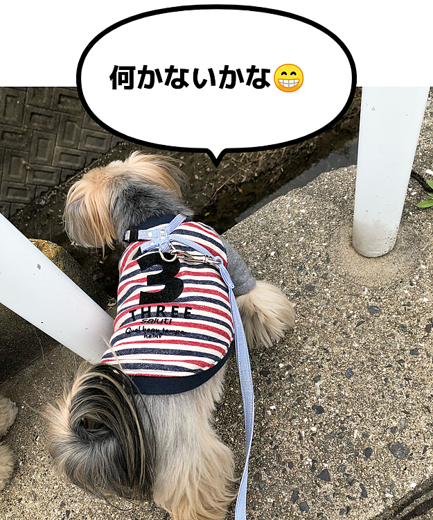好奇心旺盛の銀はやたらと高いところから覗きます😩高所恐怖症の私は怖いんですけど😱