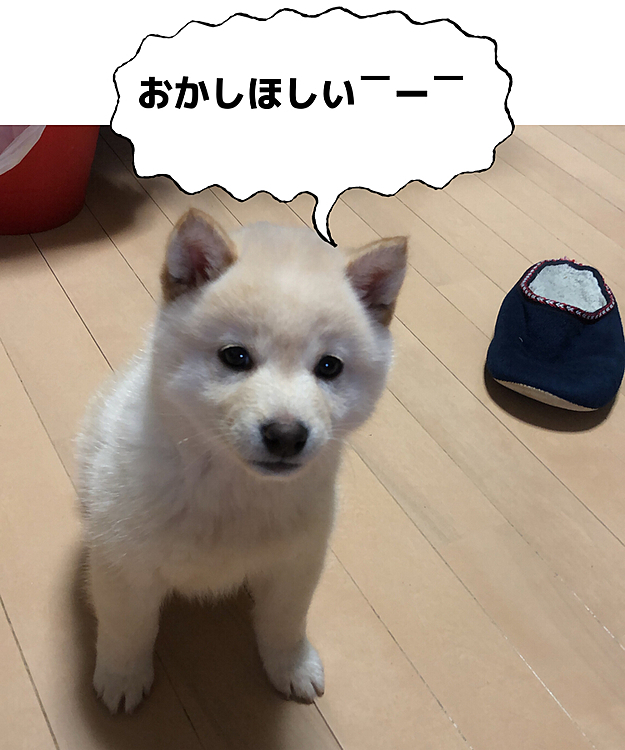 そんなお目目で見つめられたらあげたくなっちゃう(´・∀・｀)
