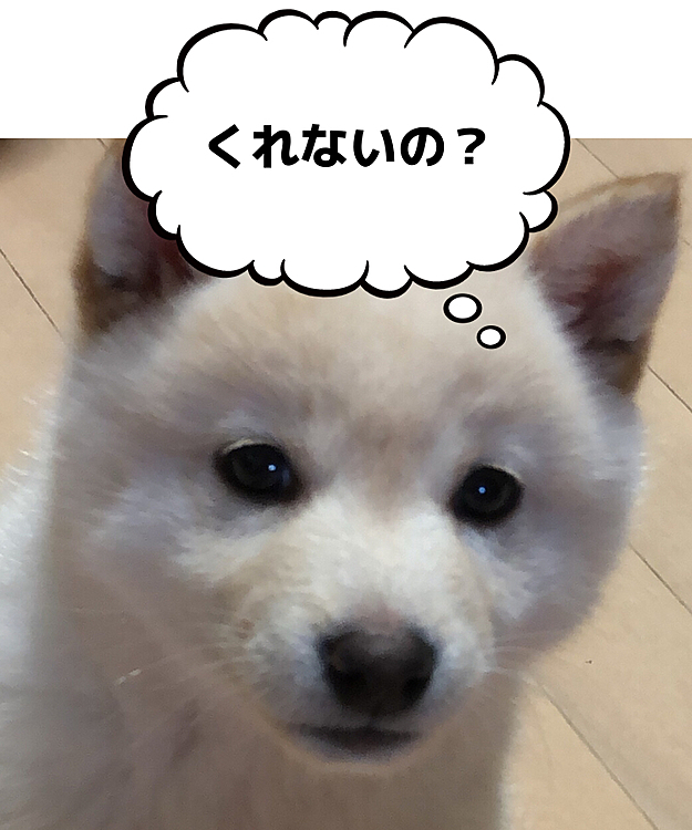 可愛い過ぎてあげちゃう(´・ω・｀)