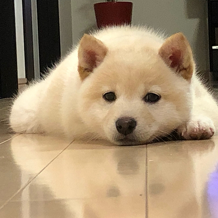 (´・∀・｀)