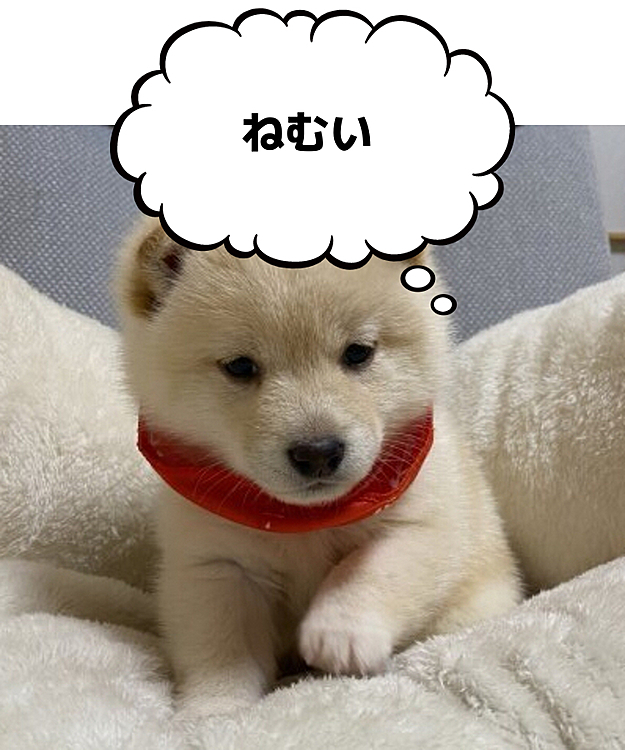 眠そう(´・ω・｀)