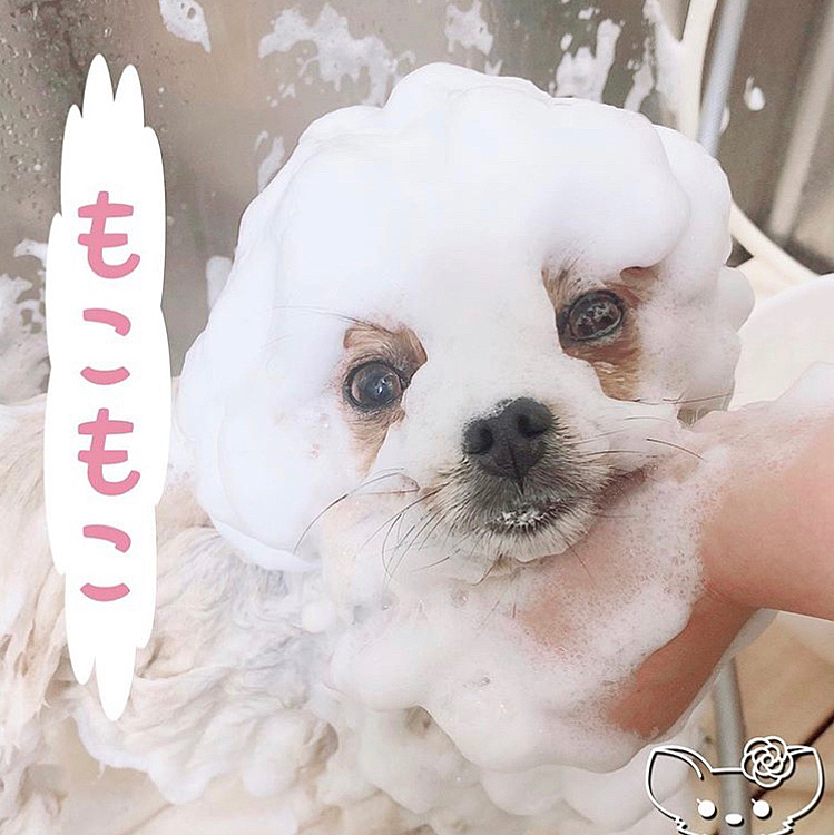 こんばんは🌇

4／16、国の緊急事態宣言が全国に拡大されると発表がありましたね💦

ルルは4／17 シャンプーの予約をしてましたが、どうしようかと迷ってました😓
でも、既にトリミングサロンも時短営業してるのでこの先どうなるか分からないし、休業になったらいつ行けるか分からないので、思い切って行って来ました💦

併設のカフェは、明日から休業に入るそうです…💦

