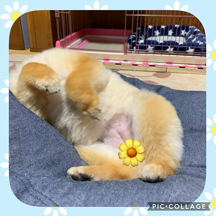 ルルちゃん、シャンプー行って疲れたようです🤣