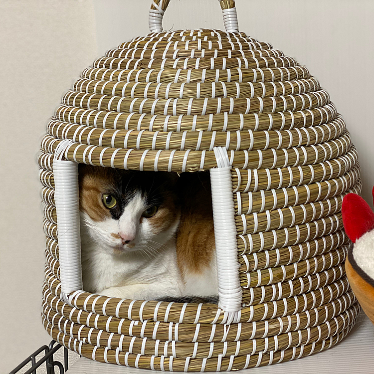 居心地いいにゃ