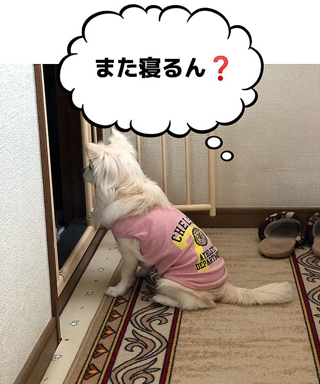 おはようございます😄
雨でお散歩に行けません☔️
オッサン(兄)の部屋を覗き中〜🐶