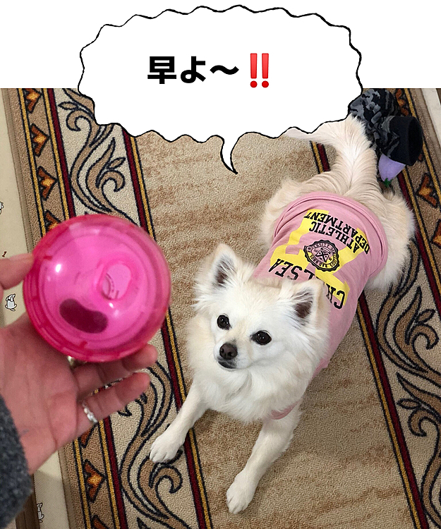 雨の日に恒例‼️
知育玩具で老化を徘徊します🤣