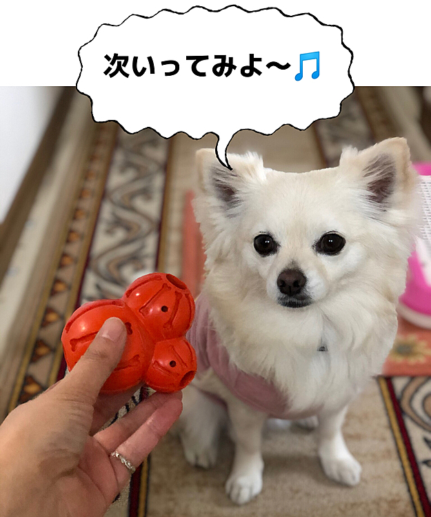 知育玩具PART2✨
楽しくウマウマをGETだぜ〜💕🐶