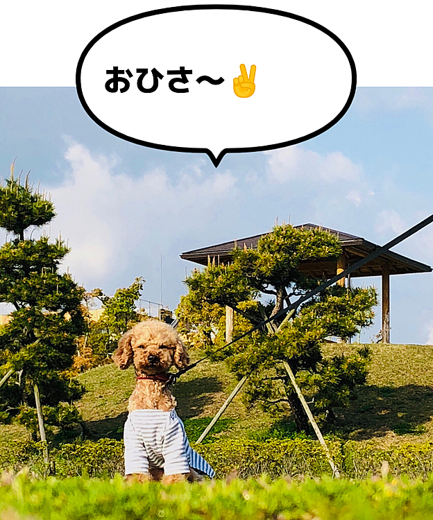 お久しぶりです🤗

飼主、在宅勤務飽きてます😅

今朝は雨が上がったので、いつもの寂れた河川敷はパスして近所の綺麗な公園にパン買ってマルと朝食。

キレイな公園は、絶対リード必要で、動きが悪いです。
やっぱ、いつもの無人河川敷の方がノーリードで楽しそうです。

