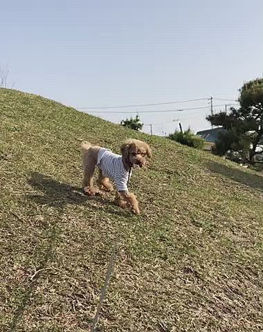 下りは苦手😅