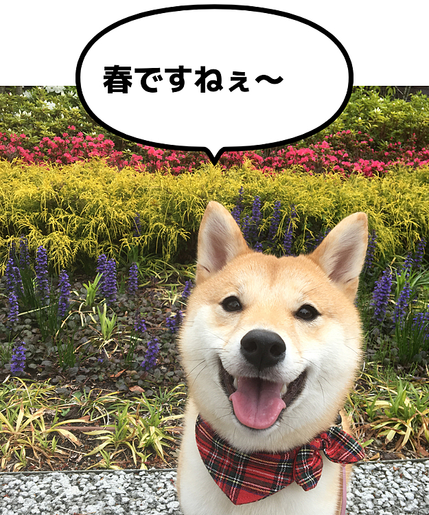 家のマンションの周りのお花が綺麗に咲いていました📸