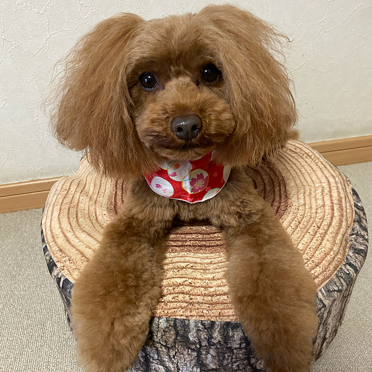 4/18
昨日は、ピーチのトリミング🐶✨
今回は、グレードアップシャンプーです💕
とってもフワフワ〜💕
ポイントもたまったのでオヤツのサービスがありました🙌

コロナで大変な時期、営業して下さるサロン有難いですm(_ _)m

